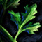 Parsley Leaf[pl: